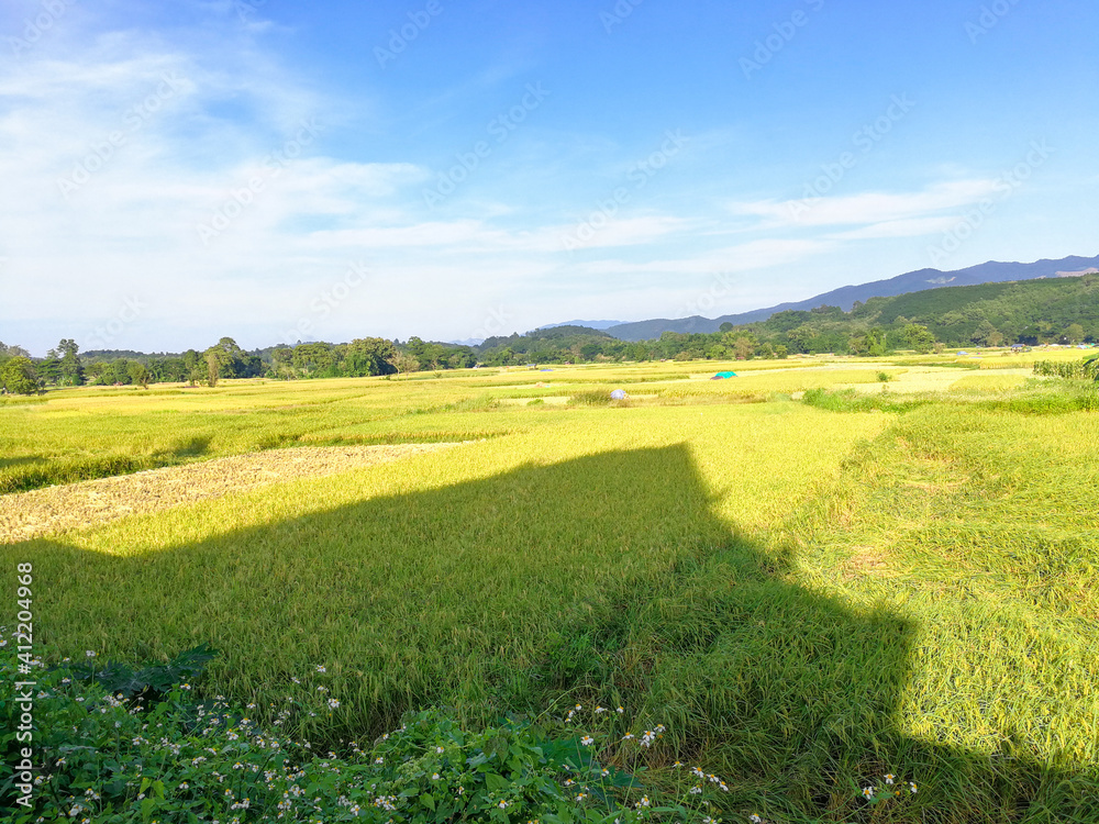 dark shadow on fresh golden and green organic rice tree in thailand farming.season harvest organic plant in summer season.