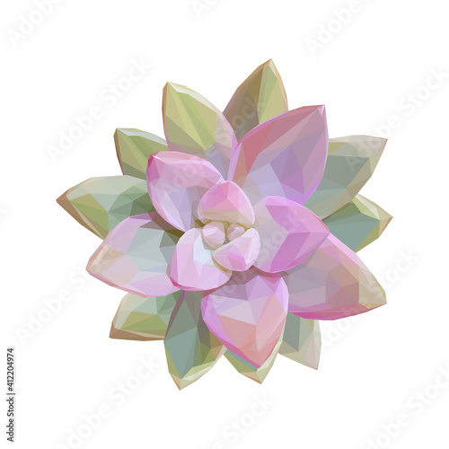 Geometrical illustration of a pink succulent isolated