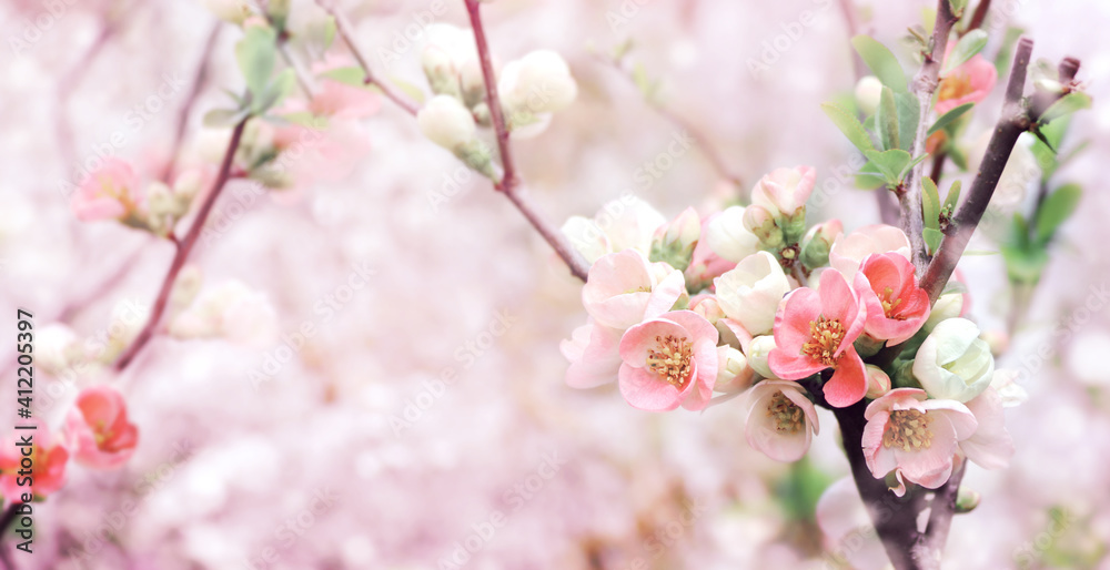 Horizontal spring banner with Japanese Quince flowers
