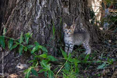 Little striped kitten next to tree