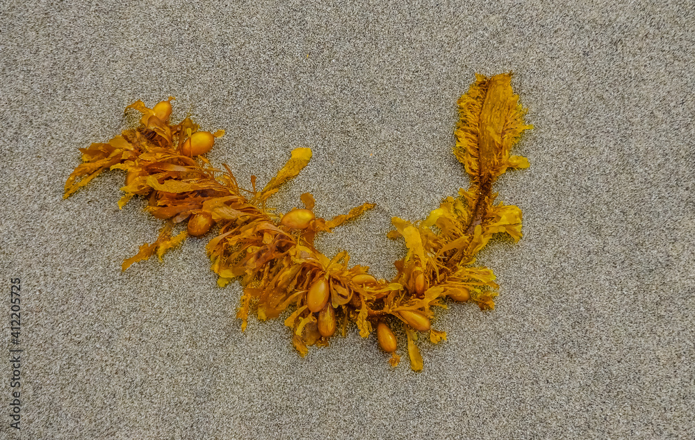Kelp in storm emissions on the shores of the Pacific Ocean in Olympic National Park, Washington, USA