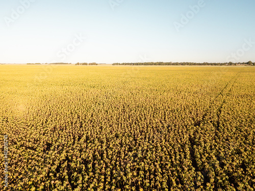 beautiful country scenery with a field of dry sunflowers ready for harvesting