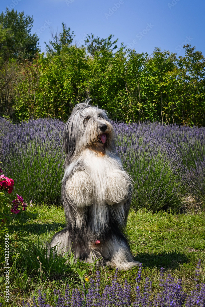 Bearded collie is begging in levander. He looks so fluffy, he is so cute dog Bearded collie is begging in levander. He looks so fluffy, he is so cute dog