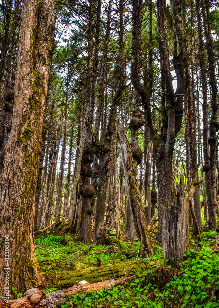 Fototapeta premium Old trees with outgrowths on trunks in the forest on the shores of the Pacific Ocean in Olympic National Park, Washington