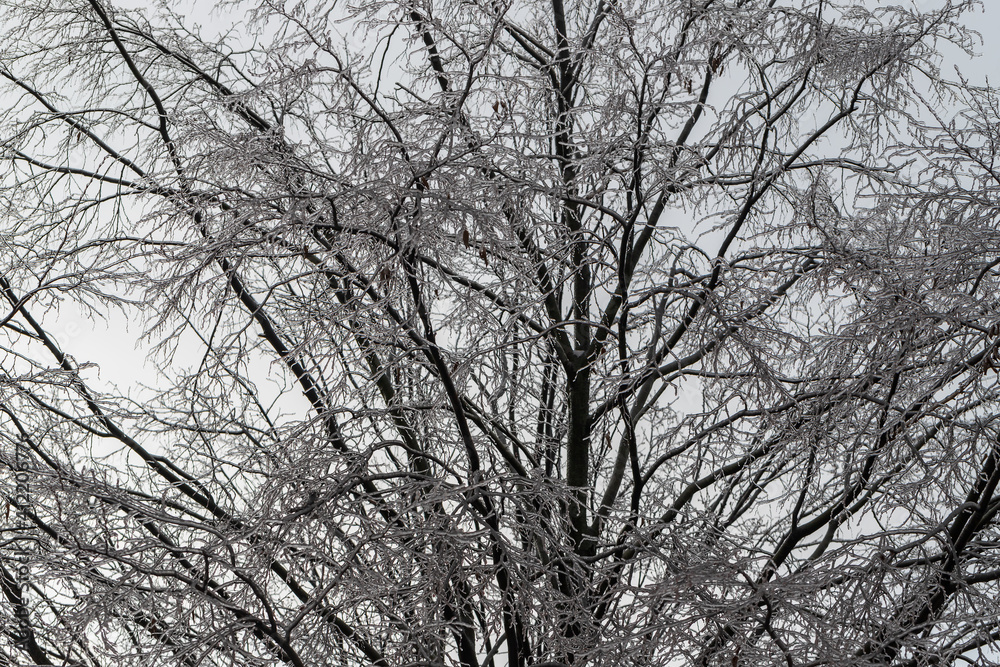 Tree crown covered with ice. Beautiful winter scenery. Tree crown covered with ice. Beautiful winter scenery.
