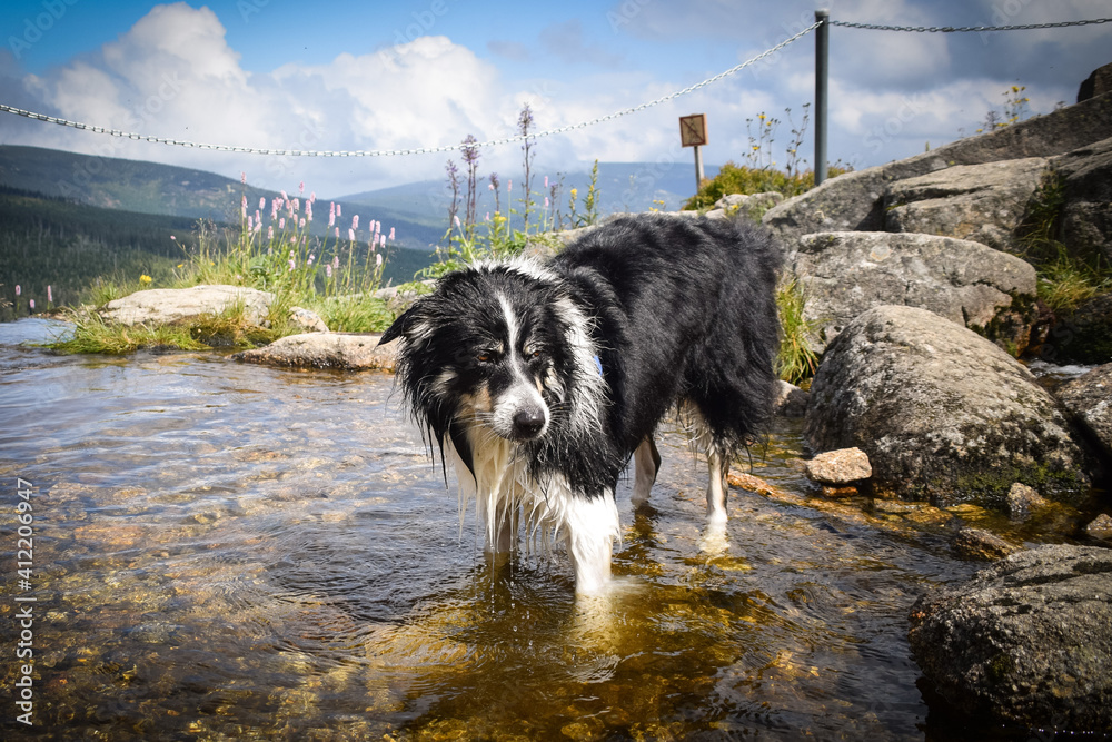 Border collie is standing in water. He is so crazy happy dog on the trip.