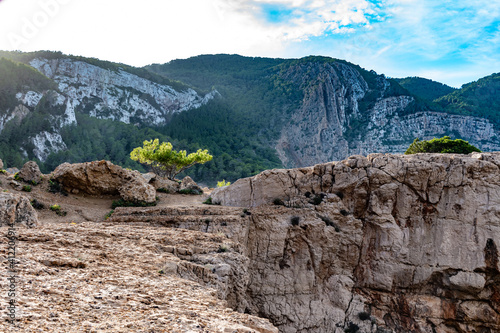 Solitary pine in the clift photo