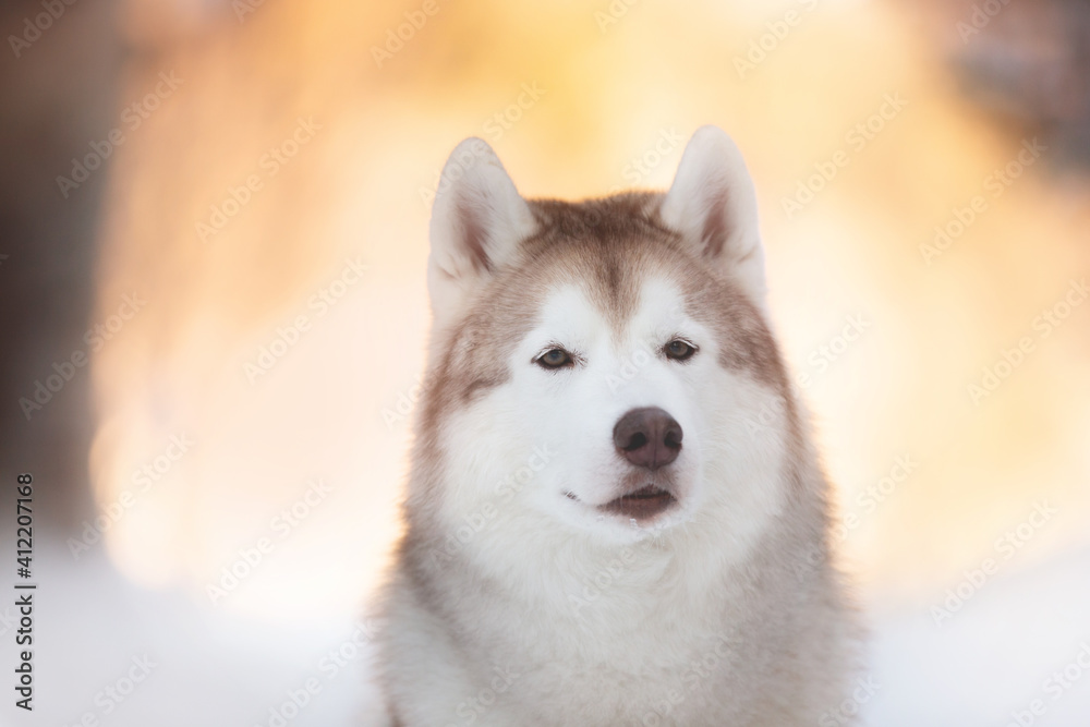 Portrait of cute, beautiful and happy siberian Husky dog sitting on the snow in winter fairy forest at golden sunset