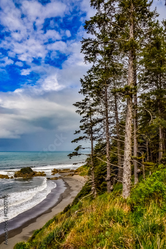 Tall conifers over the Pacific coast in Olympic National Park, Washington photo