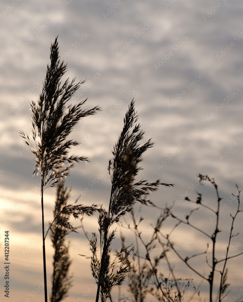 Golden reeds sway in the wind against sunset sky. Abstract natural background. Pattern with neutral colors. Minimal, stylish, trend concept. Golden sedge grass, dry reed, reed layer, reed seeds. Golden reeds sway in the wind against sunset sky. Abstract natural background. Pattern with neutral colors. Minimal, stylish, trend concept. Golden sedge grass, dry reed, reed layer, reed seeds.