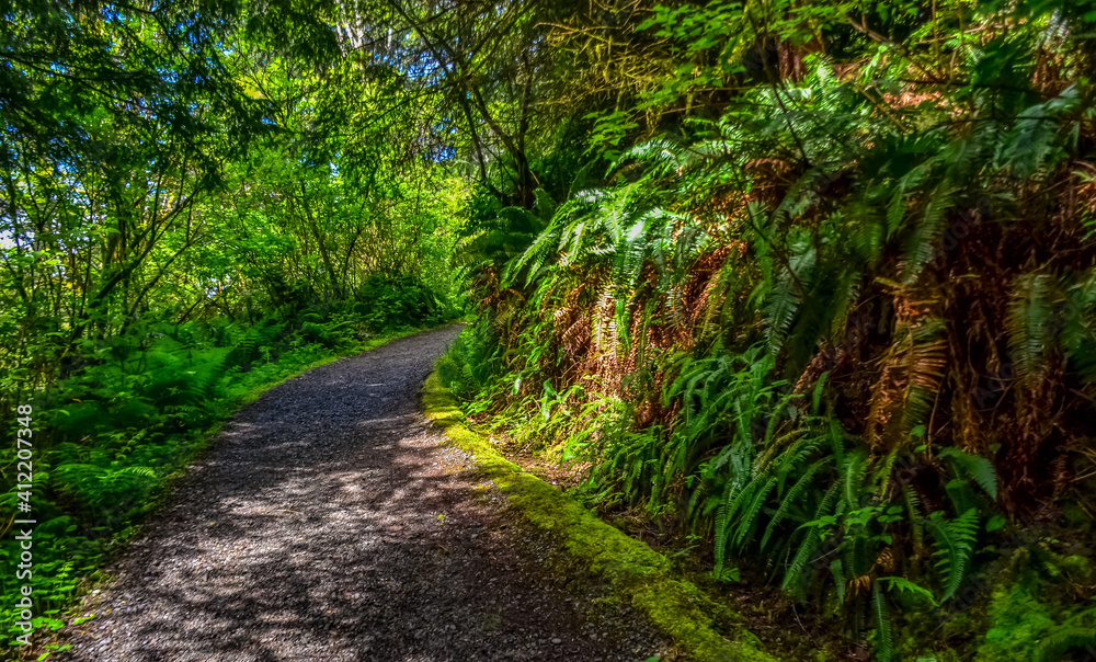 Ferns and other forest plants in a forest by the Pacific Ocean in Olympic National Park, Washington Ferns and other forest plants in a forest by the Pacific Ocean in Olympic National Park, Washington