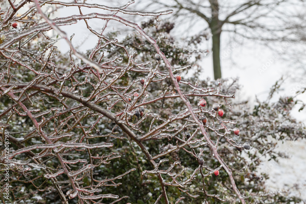 Rosehip bush - lat. pometum - in winter it is covered with ice. Photo of me blurred background - beautiful bokeh. Rosehip bush - lat. pometum - in winter it is covered with ice. Photo of me blurred background - beautiful bokeh.