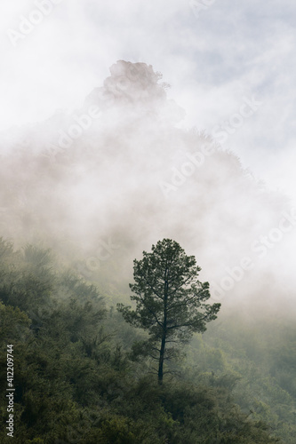 Misty early morning vertical landscape with a single tree on a mountain and lots of fog rolling in. South Africa.