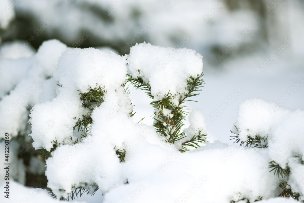 Conifer tree branches covered with snow, winter landscape.