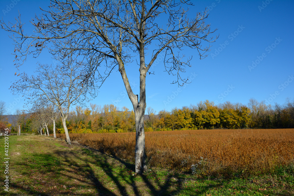 The autumn landscape in the fields near the village of Moimacco close to Cividale del Friuli, Udine Province, Friuli-Venezia Giulia, north east Italy. A field of dried soya beans is on the right
The autumn landscape in the fields near the village of Moimacco close to Cividale del Friuli, Udine Province, Friuli-Venezia Giulia, north east Italy. A field of dried soya beans is on the right