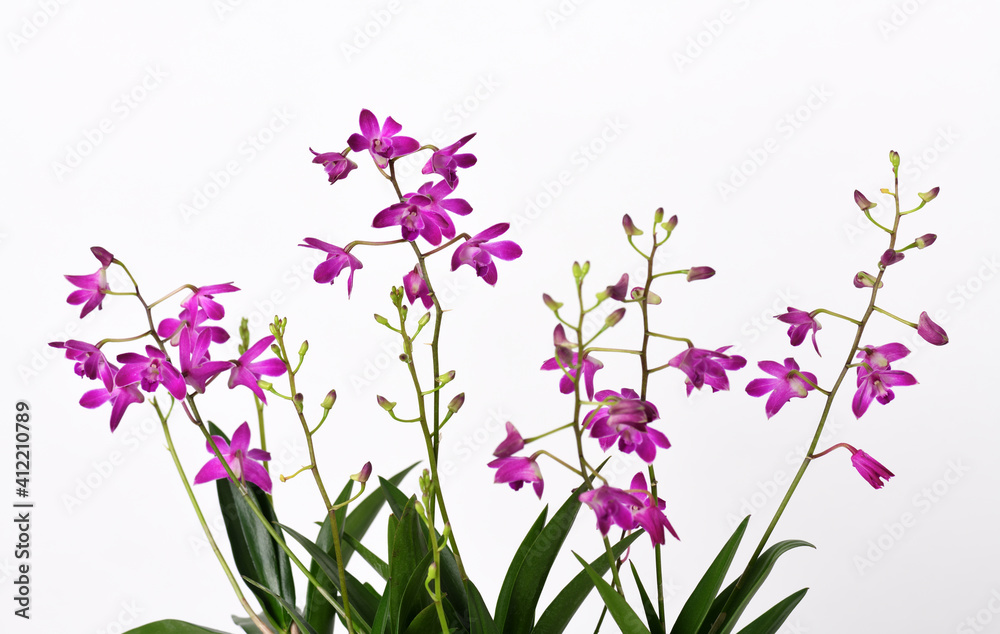 Fototapeta premium Orchid Dendrobium Berry Oda