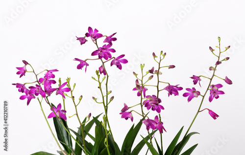 Fototapeta Naklejka Na Ścianę i Meble -  Orchid Dendrobium Berry Oda