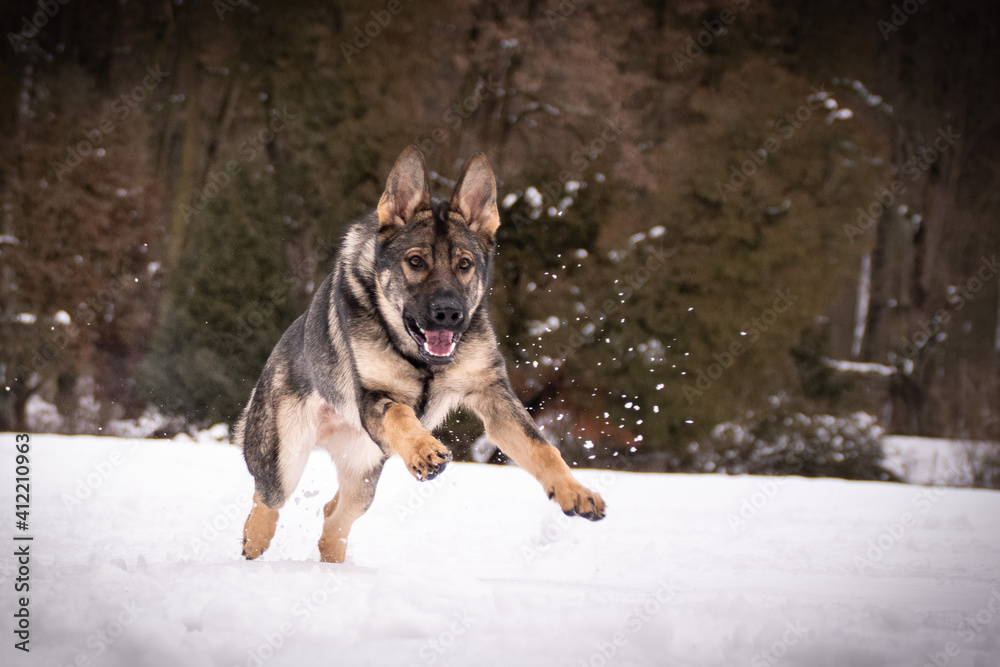 German Shepherd Dog is running in snow. he is so happy outside. Dogs in snow is nice view German Shepherd Dog is running in snow. he is so happy outside. Dogs in snow is nice view