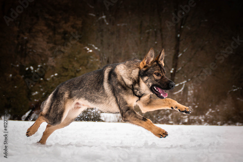 German Shepherd Dog is running in snow. he is so happy outside. Dogs in snow is nice view © doda