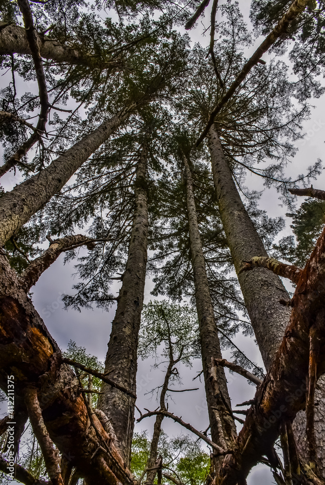 Tall conifers over the Pacific coast in Olympic National Park, Washington Tall conifers over the Pacific coast in Olympic National Park, Washington