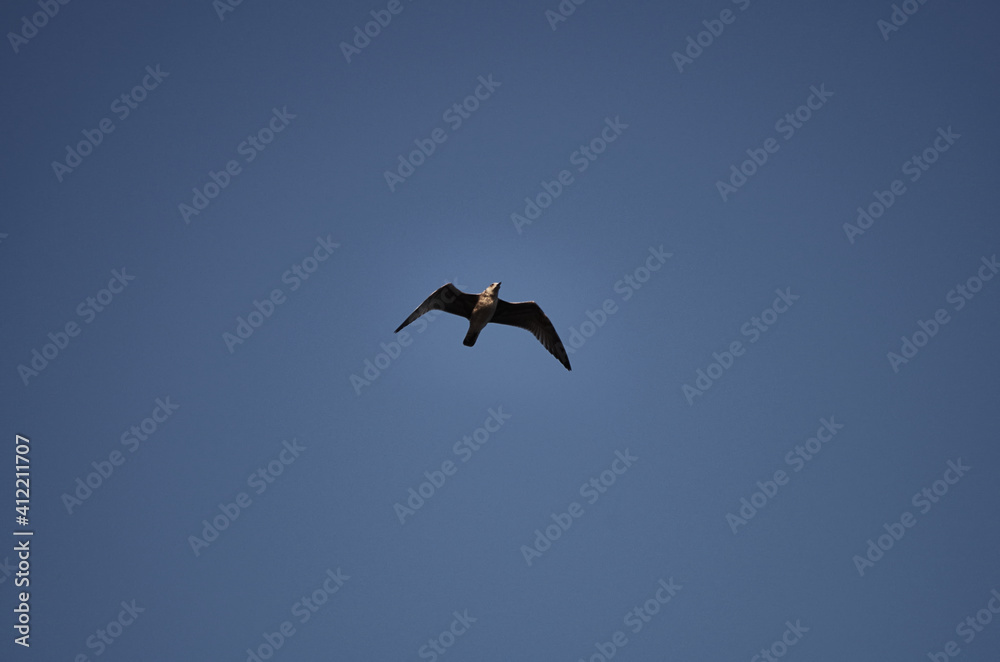 Seagull in flight in blue sky Seagull in flight in blue sky
