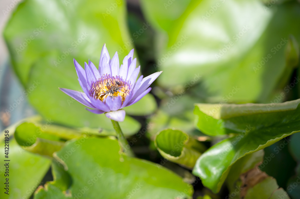 Close-up of lotus flower blooming in pond with green leaves as background. Close-up of lotus flower blooming in pond with green leaves as background.