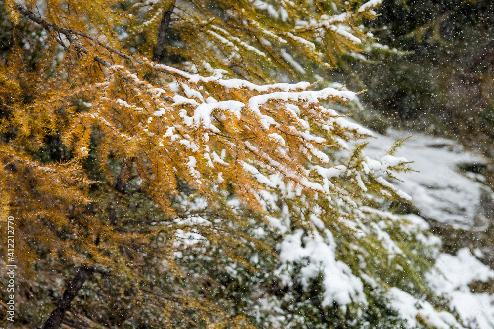 yellow larch branch with snow yellow larch branch with snow