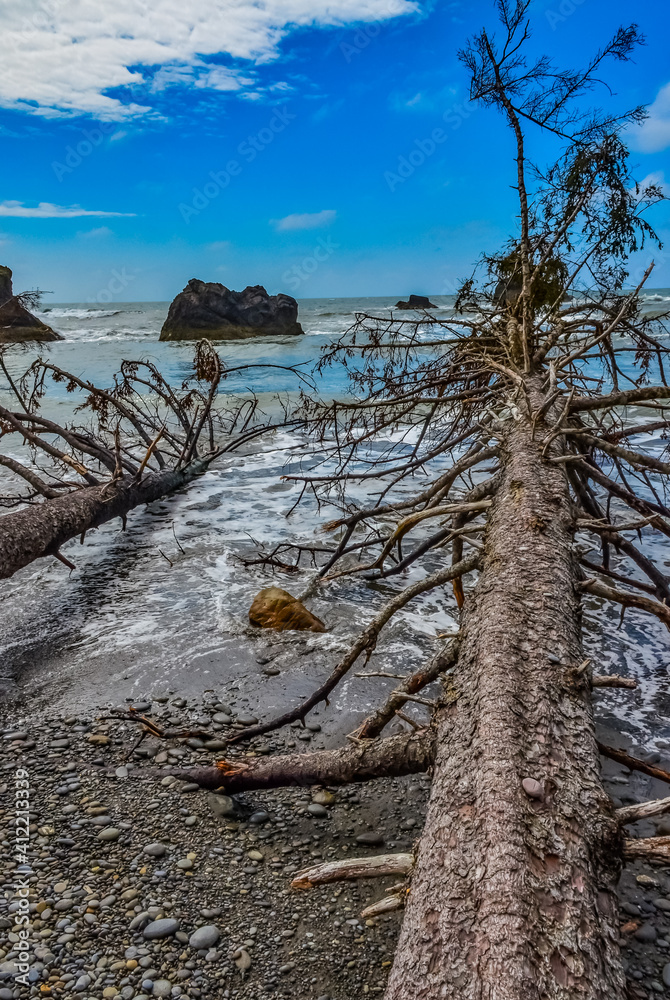 Trunks of fallen trees at low tide on the Pacific Ocean in Olympic, National Park, Washington Trunks of fallen trees at low tide on the Pacific Ocean in Olympic, National Park, Washington