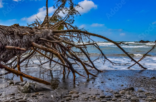Trunks of fallen trees at low tide on the Pacific Ocean in Olympic  National Park  Washington