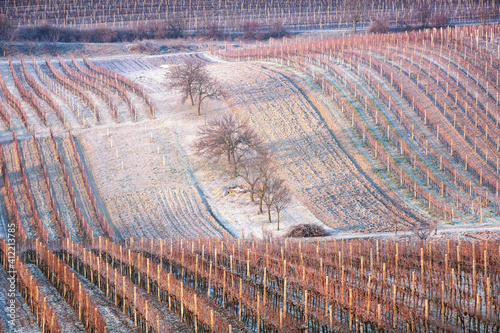 Frost winter rows of vineyards in cold season in South Moravia, Czech