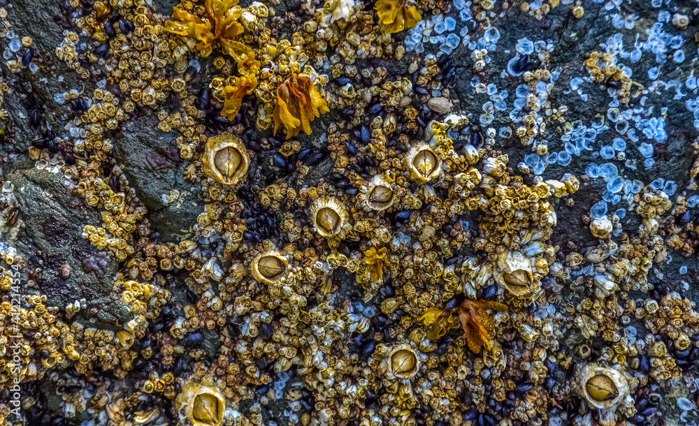 Overgrowth by aquatic organisms (Balanus) and algae on rocks on the shores of the Pacific Ocean in Olympic National Park, Washington Overgrowth by aquatic organisms (Balanus) and algae on rocks on the shores of the Pacific Ocean in Olympic National Park, Washington