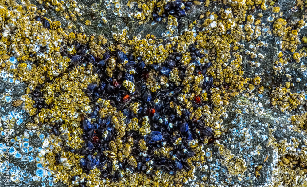 Overgrowth by aquatic organisms (Balanus) and algae on rocks on the shores of the Pacific Ocean in Olympic National Park, Washington Overgrowth by aquatic organisms (Balanus) and algae on rocks on the shores of the Pacific Ocean in Olympic National Park, Washington