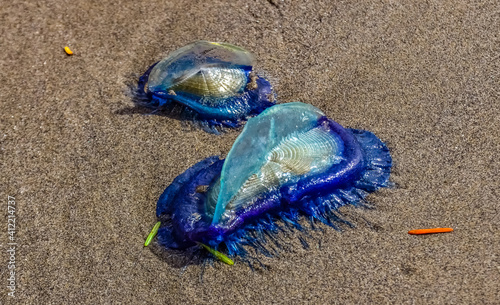 Blue jellyfish VELELLA sp., taken ashore by storm, on the shores of the Pacific Ocean in Olympic National Park, Washington
