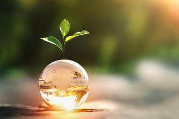 glass globe ball with tree growing and green nature blur background. eco earth day concept