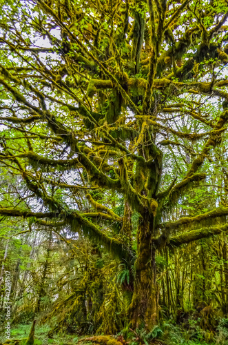 Epiphytic plants and wet moss hang from tree branches in the forest in Olympic National Park  Washington