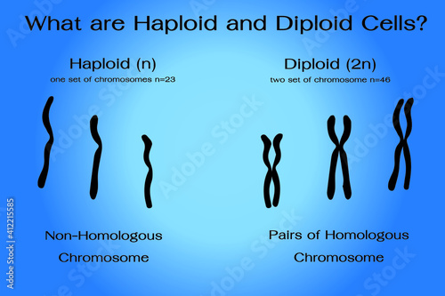 Differentiation of  haploid and diploid chromosome in human   photo