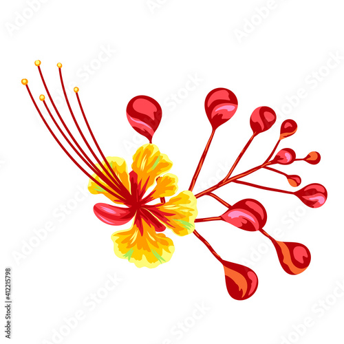 Illustration of tropical caesalpinia flower. photo