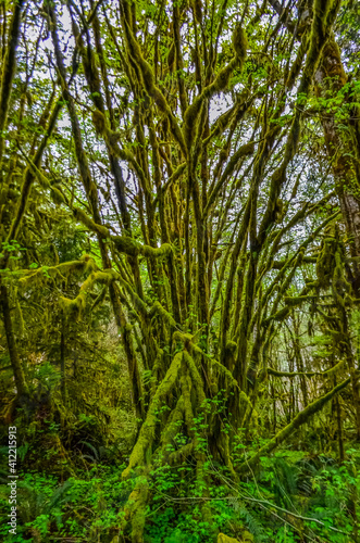 Epiphytic plants and wet moss hang from tree branches in the forest in Olympic National Park  Washington