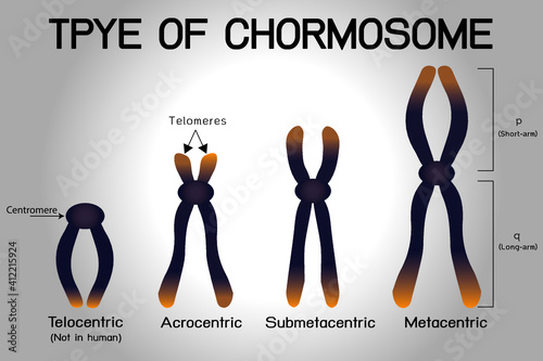 Type of human chromosome on background photo