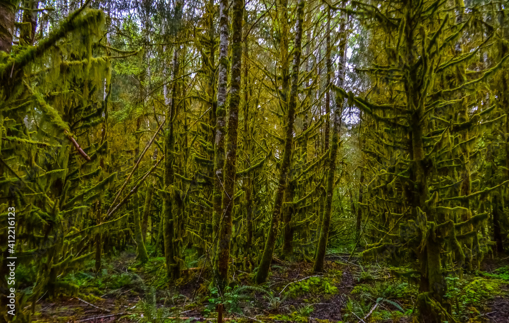 Fototapeta premium Epiphytic plants and wet moss hang from tree branches in the forest in Olympic National Park, Washington