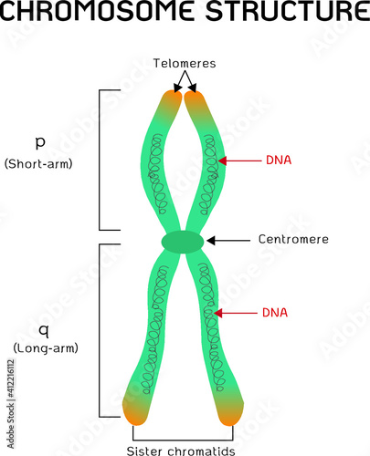 chromosome structure of human isolated on background 