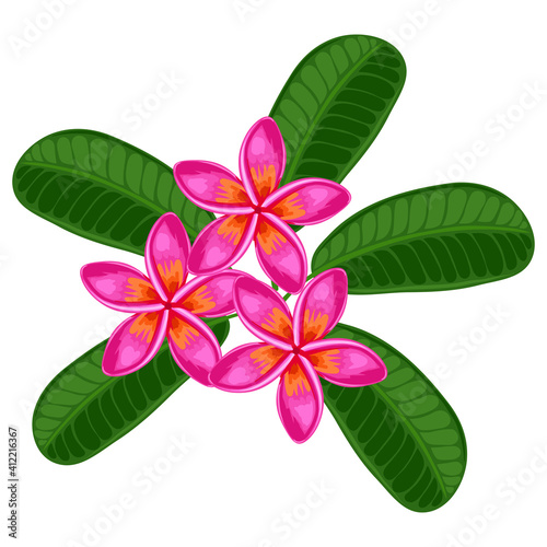 Illustration of tropical plumeria flower.