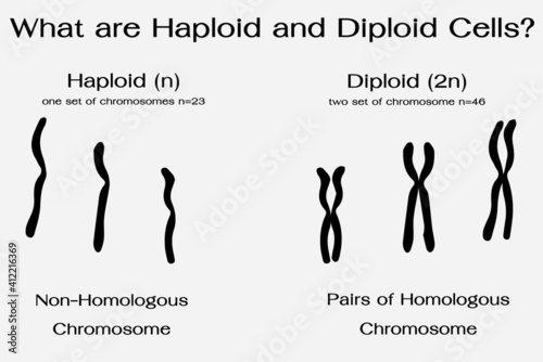 Differentiation of  haploid and diploid chromosome in human   photo