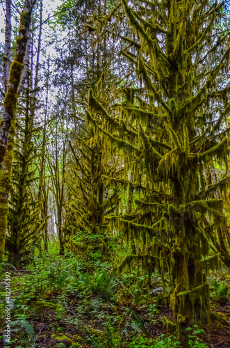 Epiphytic plants and wet moss hang from tree branches in the forest in Olympic National Park, Washington © Oleg Kovtun