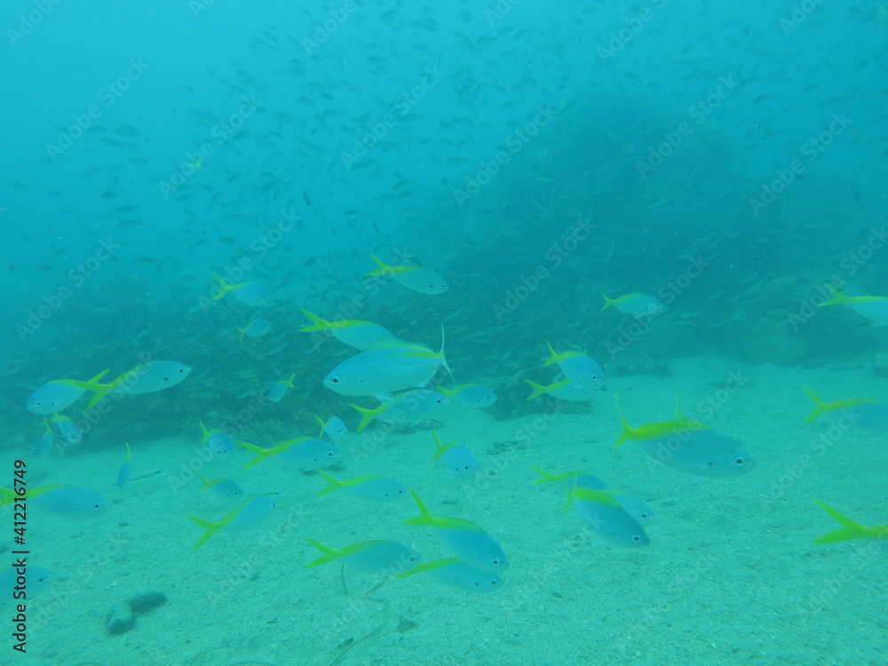 Fishes found at artificial reef area in Redang Island