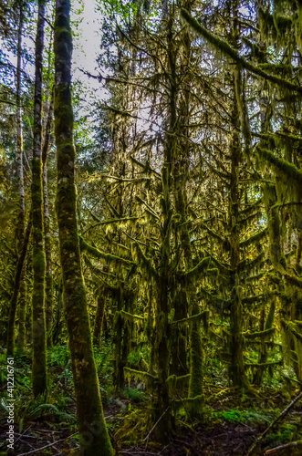 Epiphytic plants and wet moss hang from tree branches in the forest in Olympic National Park  Washington
