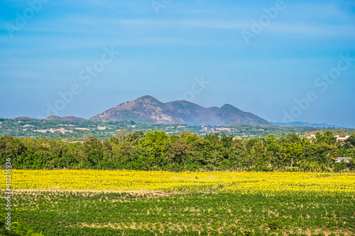 yellow flower field with the mountain on background