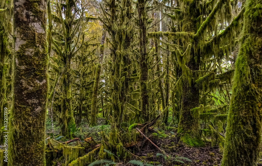Epiphytic plants and wet moss hang from tree branches in the forest in Olympic National Park, Washington Epiphytic plants and wet moss hang from tree branches in the forest in Olympic National Park, Washington