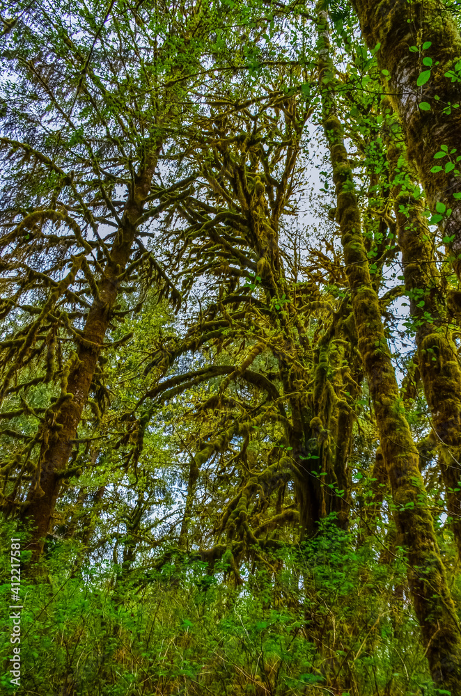 Fototapeta premium Epiphytic plants and wet moss hang from tree branches in the forest in Olympic National Park, Washington