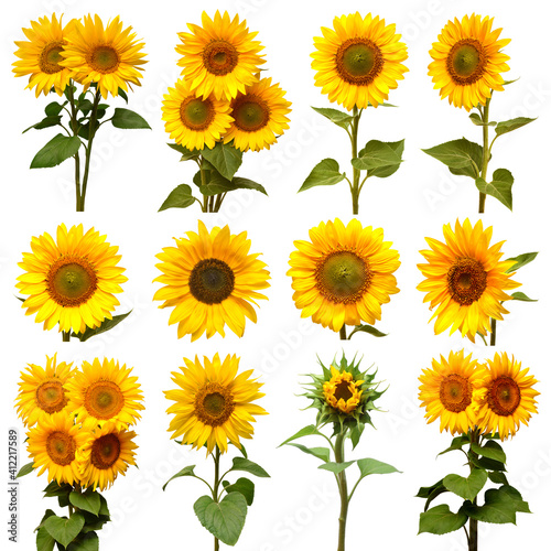 Fototapeta Naklejka Na Ścianę i Meble -  Sunflowers collection with flower head, bud, leaf, petal, bouquet, stage of evolution and bloom isolated on white background